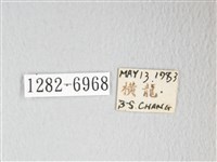 圓翅大鉤蛾藏品圖，第3張