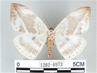 圓翅大鉤蛾藏品圖，第1張