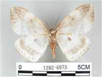 圓翅大鉤蛾藏品圖，第2張