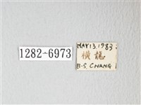 圓翅大鉤蛾藏品圖，第3張