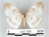 圓翅大鉤蛾藏品圖，第2張