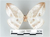 圓翅大鉤蛾藏品圖，第1張