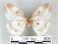 圓翅大鉤蛾藏品圖，第2張