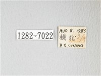 圓翅大鉤蛾藏品圖，第3張