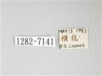 圓翅大鉤蛾藏品圖，第3張