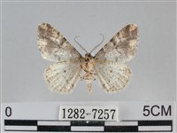 雙峰霜尺蛾藏品圖，第2張