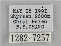 雙峰霜尺蛾藏品圖，第3張