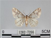 雙峰霜尺蛾藏品圖，第2張