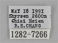 雙峰霜尺蛾藏品圖，第3張