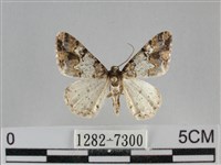 雙峰霜尺蛾藏品圖，第1張