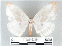 圓翅大鉤蛾藏品圖，第1張