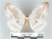 圓翅大鉤蛾藏品圖，第1張