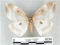 圓翅大鉤蛾藏品圖，第2張