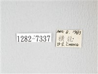 圓翅大鉤蛾藏品圖，第3張