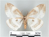 圓翅大鉤蛾藏品圖，第2張