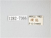 圓翅大鉤蛾藏品圖，第3張