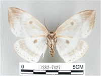 圓翅大鉤蛾藏品圖，第2張