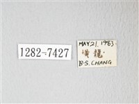 圓翅大鉤蛾藏品圖，第3張