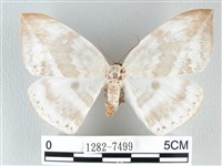 圓翅大鉤蛾藏品圖，第1張