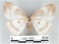 圓翅大鉤蛾藏品圖，第2張