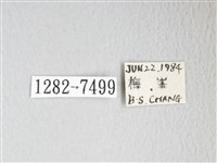 圓翅大鉤蛾藏品圖，第3張