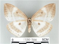 圓翅大鉤蛾藏品圖，第2張