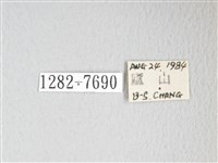 圓翅大鉤蛾藏品圖，第3張