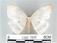 圓翅大鉤蛾藏品圖，第1張