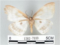 圓翅大鉤蛾藏品圖，第2張