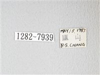 圓翅大鉤蛾藏品圖，第3張