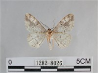 雙峰霜尺蛾藏品圖，第2張