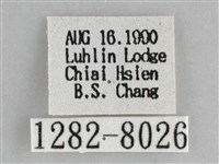 雙峰霜尺蛾藏品圖，第3張