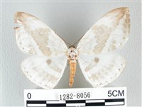 圓翅大鉤蛾藏品圖，第1張