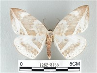 圓翅大鉤蛾藏品圖，第1張