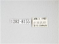 圓翅大鉤蛾藏品圖，第3張