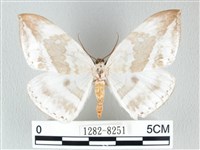 圓翅大鉤蛾藏品圖，第1張