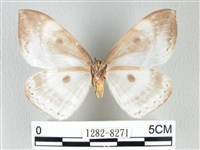 圓翅大鉤蛾藏品圖，第2張