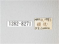 圓翅大鉤蛾藏品圖，第3張