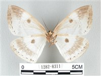 圓翅大鉤蛾藏品圖，第2張