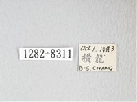 圓翅大鉤蛾藏品圖，第3張