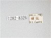 圓翅大鉤蛾藏品圖，第3張