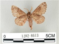 銀肩枯葉蛾藏品圖，第2張