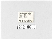 銀肩枯葉蛾藏品圖，第3張