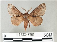 銀肩枯葉蛾藏品圖，第1張