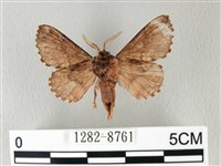 銀肩枯葉蛾藏品圖，第2張