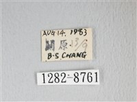 銀肩枯葉蛾藏品圖，第3張