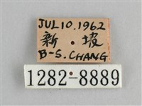 斐豹蛺蝶藏品圖，第3張