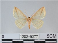 澄線尺蛾藏品圖，第2張