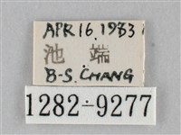 澄線尺蛾藏品圖，第3張