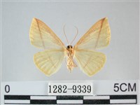 澄線尺蛾藏品圖，第2張